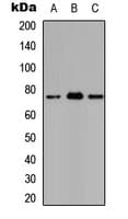 Polyclonal Rabbit anti-Human ATXN7L2 Antibody (Internal, WB)