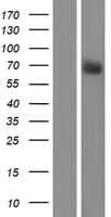 RASGRP4 Protein (Over-Expression Lysate Myc-DDK (Flag))