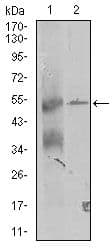 ZRP-1 / TRIP6 Antibody (Amino Acid: 107-291, clone 6H4)