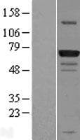 GPATC3 Protein (Over-Expression Lysate Myc-DDK (Flag))