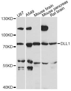 Polyclonal Rabbit anti-Human DLL1 Antibody (WB)