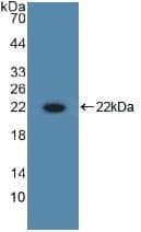 IL-10 Antibody