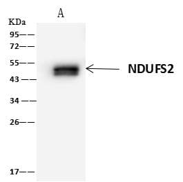 NDUFS2 Antibody