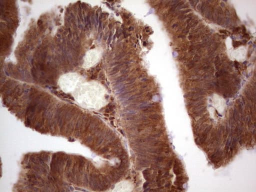 GEMIN8 Antibody (clone OTI4F8, Carrier-free)