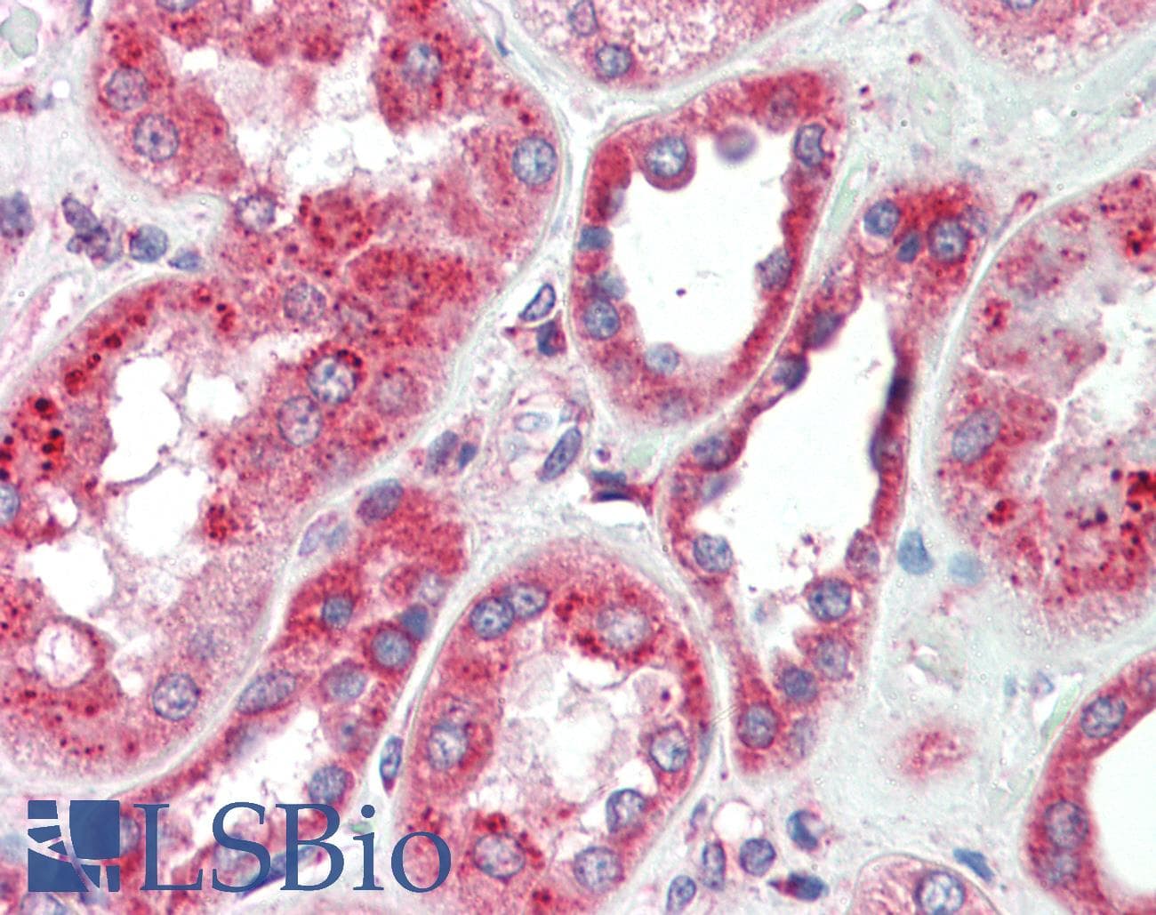 GPNMB / Osteoactivin Antibody (aa50-99)