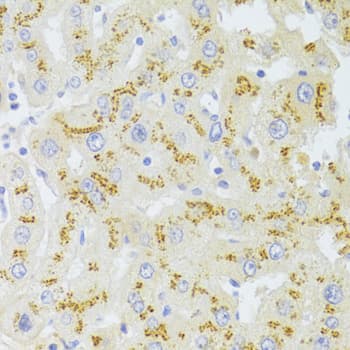 CD95 / FAS Antibody