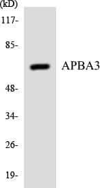 PathPlus™ Polyclonal Rabbit anti-Human APBA3 / MINT3 Antibody (aa352-401, IHC, WB)