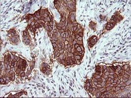 EPCAM Antibody (clone OTI1H9)