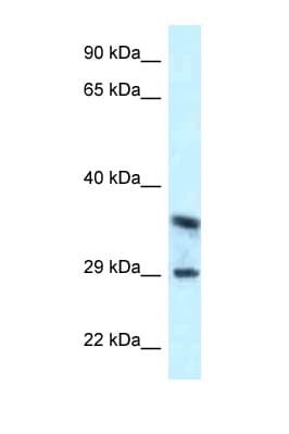 CD63 Antibody (aa152-201)