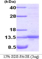 Human TANK Protein (Recombinant)