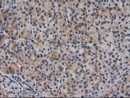 SPR Antibody (clone OTI4F5, Carrier-free)