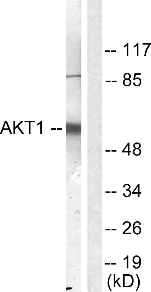 PathPlus™ AKT1 Antibody (aa416-465)