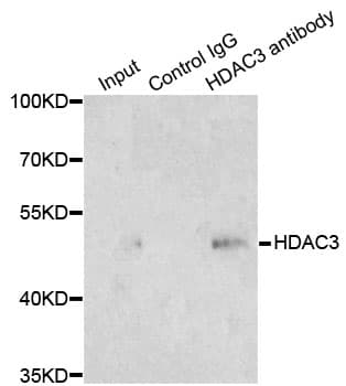 HDAC3 Antibody