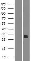 AMELX Protein (Over-Expression Lysate Myc-DDK (Flag))