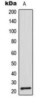 CDC42EP2 Antibody (N-Terminus)