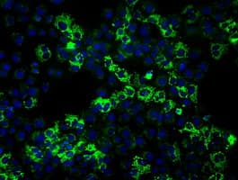 Monoclonal Mouse anti-Human HSPA9 / Mortalin / GRP75 Antibody (clone OTI10D7, IF)