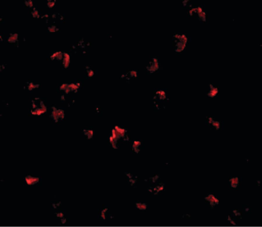 IHC-plus™ GRTP1 Antibody