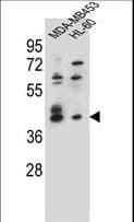 SOX3 Antibody (aa166-196)