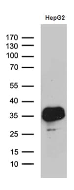 M-PST / STM Antibody (clone OTI6A8, Carrier-free)