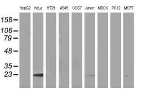 Monoclonal Mouse anti-Human LIN7B Antibody (clone OTI1D12, IF, WB)