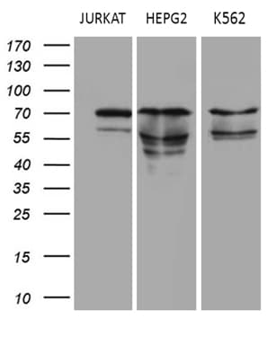 PIAS2 / PIASX Antibody (clone OTI5B4, Carrier-free)