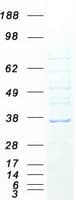 Human FAM92B Protein (Recombinant Myc-DDK (Flag))