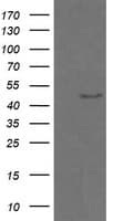 Monoclonal Mouse anti-Human CHGA / Chromogranin A Antibody (clone OTI1H9, IHC, IF, WB)