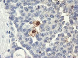 SDS Antibody (clone OTI1A8, Carrier-free)