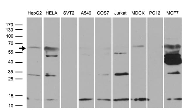 Monoclonal Mouse anti-Human PGBD3 Antibody (clone OTI4G9, aa313-593, WB)
