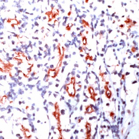 Monoclonal Mouse anti-Human PODXL / Podocalyxin Antibody (clone SPM487, IHC)