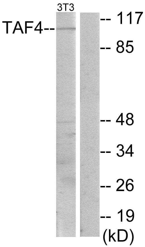 Polyclonal Rabbit anti-Human TAF4 Antibody (WB)