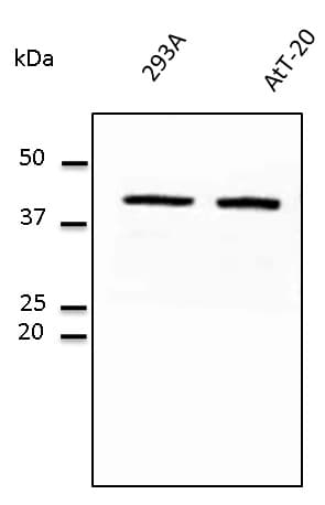 IHC-plus™ GAPDH Antibody (C-Terminus)
