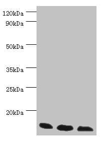 TCEB2 / Elongin B Antibody (aa1-118)