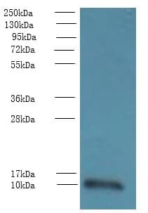TMEM14A Antibody