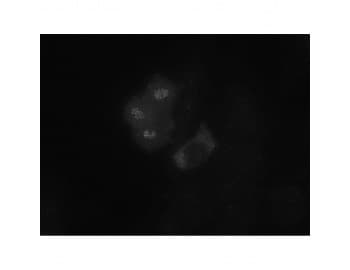 BUB1 Antibody (clone 14H5)