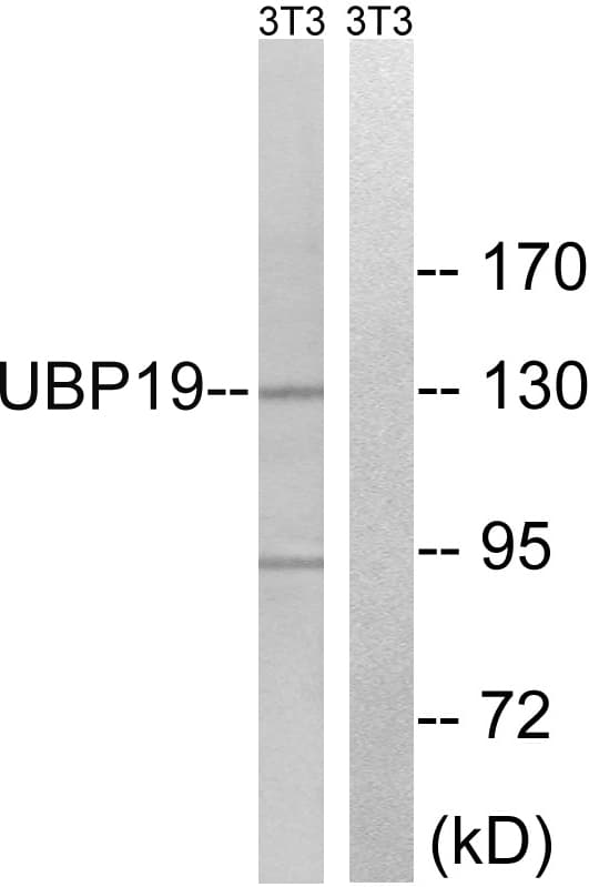 IHC-plus™ Polyclonal Rabbit anti-Human USP19 Antibody (aa391-440, IHC, WB)