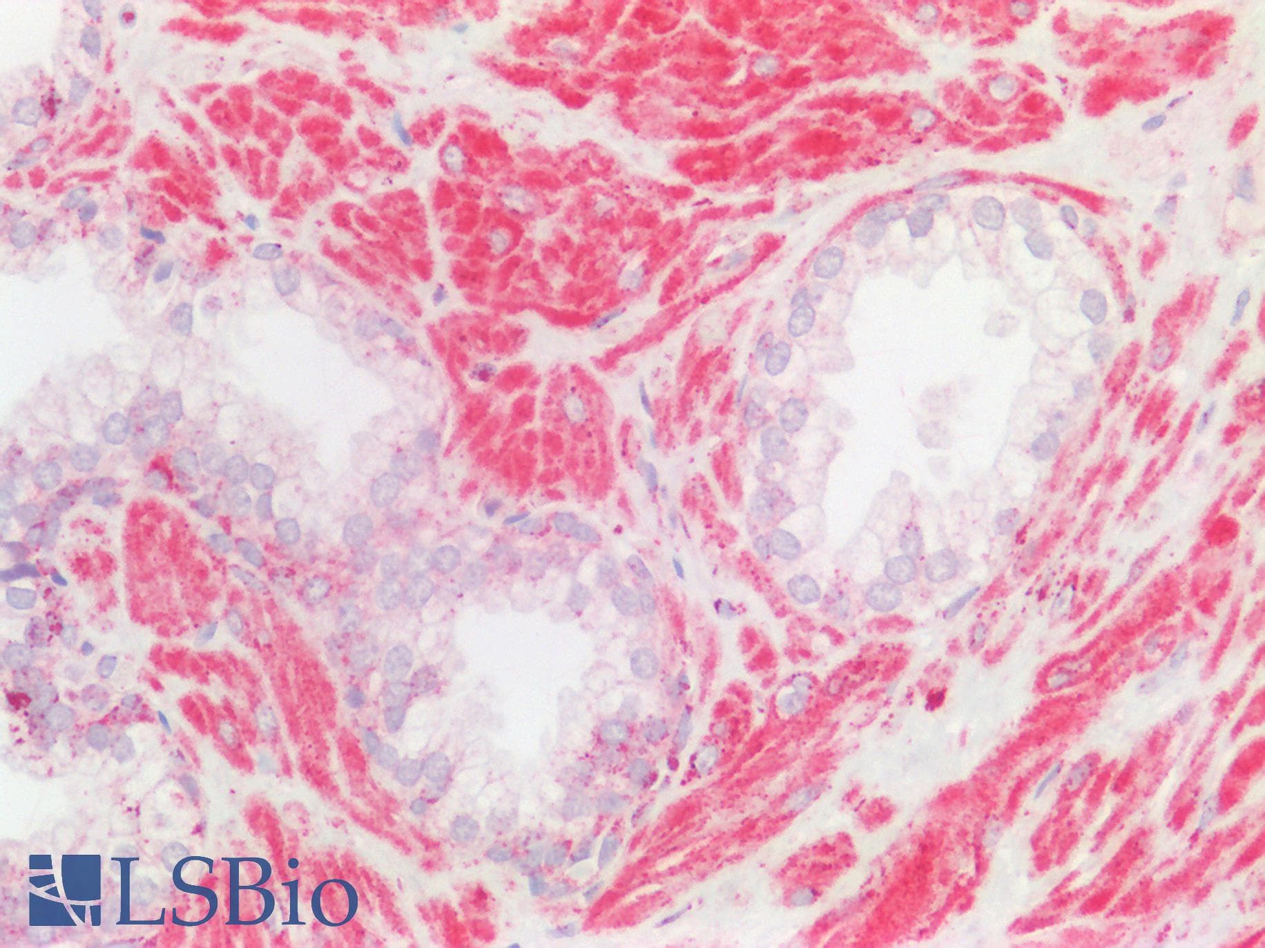 FPGS Antibody (aa265-314)