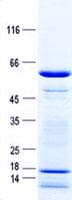Human POLR3F Protein (Recombinant GST, N-terminus + His, C-terminus)