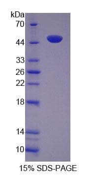 Mouse TUFT1 Protein (Recombinant His-T7, N-terminus)