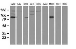 Monoclonal Mouse anti-Human ALDH1L1 Antibody (clone OTI5G8, IF, WB)