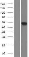 SCRN1 / Secernin 1 Protein (Over-Expression Lysate Myc-DDK (Flag))