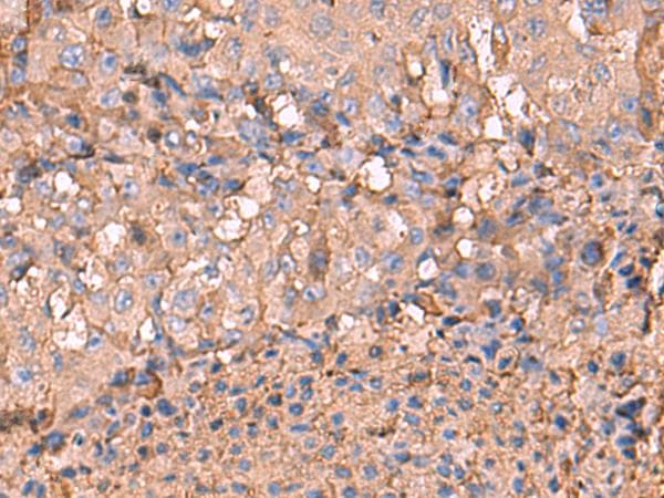 NOTCH4 Antibody