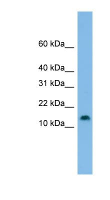 HES5 Antibody (C-Terminus)