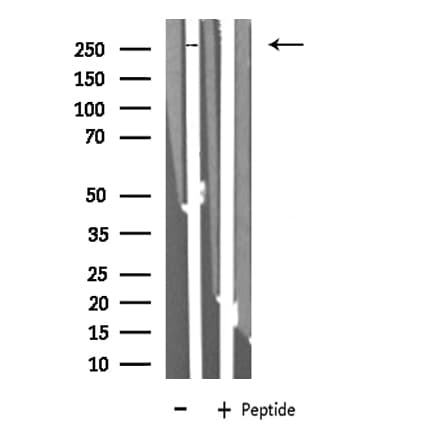 MEGF8 Antibody