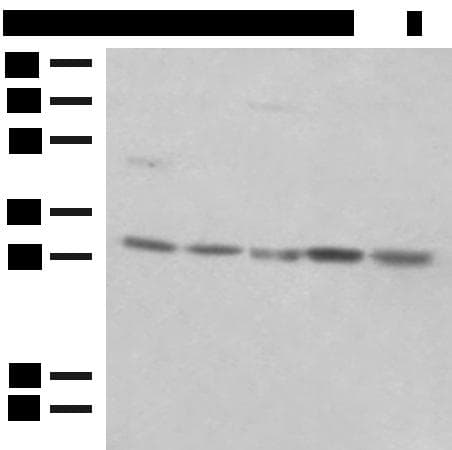 PSMA4 Antibody