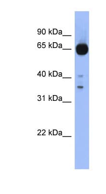 ZIC4 Antibody (aa251-300)