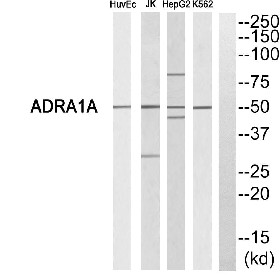 Polyclonal Rabbit anti-Human ADRA1A Antibody (IF, WB)