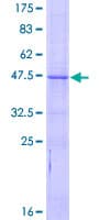Human BCL2L10 / Diva Protein (Recombinant GST)
