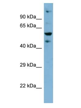 ZNF573 Antibody (aa170-219)