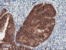 PSMA4 Antibody (clone OTI4B8, Carrier-free)